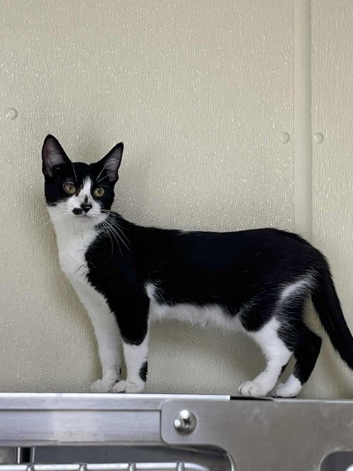 NELLIE - Domestic Short Hair available for adoption
