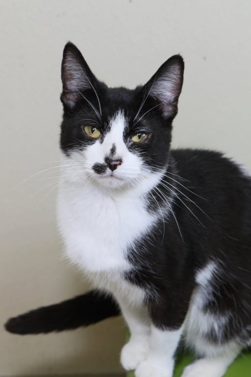 Nellie Image