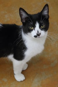 Nellie - Photo 3
