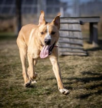 Emmett - Photo 3