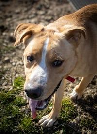 Emmett - Photo 2