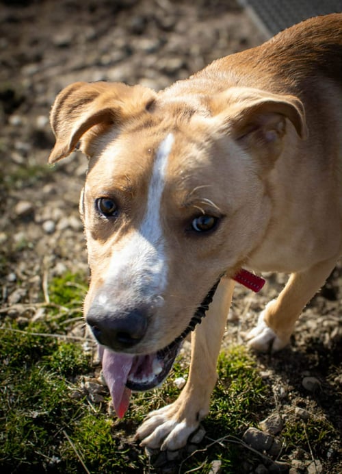 EMMETT - Shepherd / Hound available for adoption