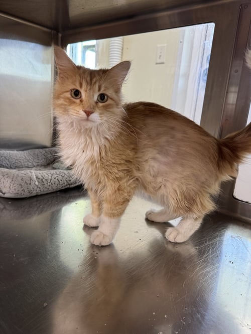 LUCY - Domestic Long Hair available for adoption