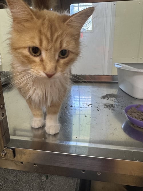 LUCY - Domestic Long Hair available for adoption