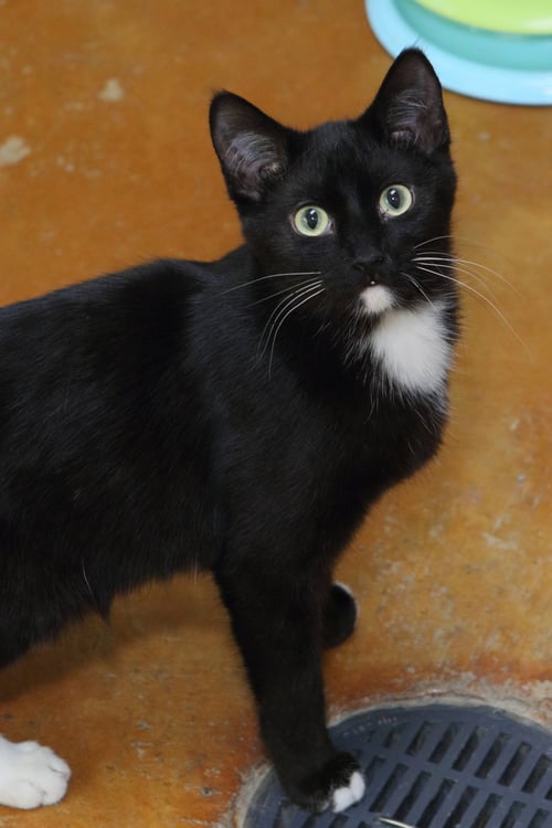 BOOTS - Domestic Short Hair available for adoption