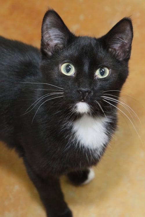 BOOTS - Domestic Short Hair available for adoption