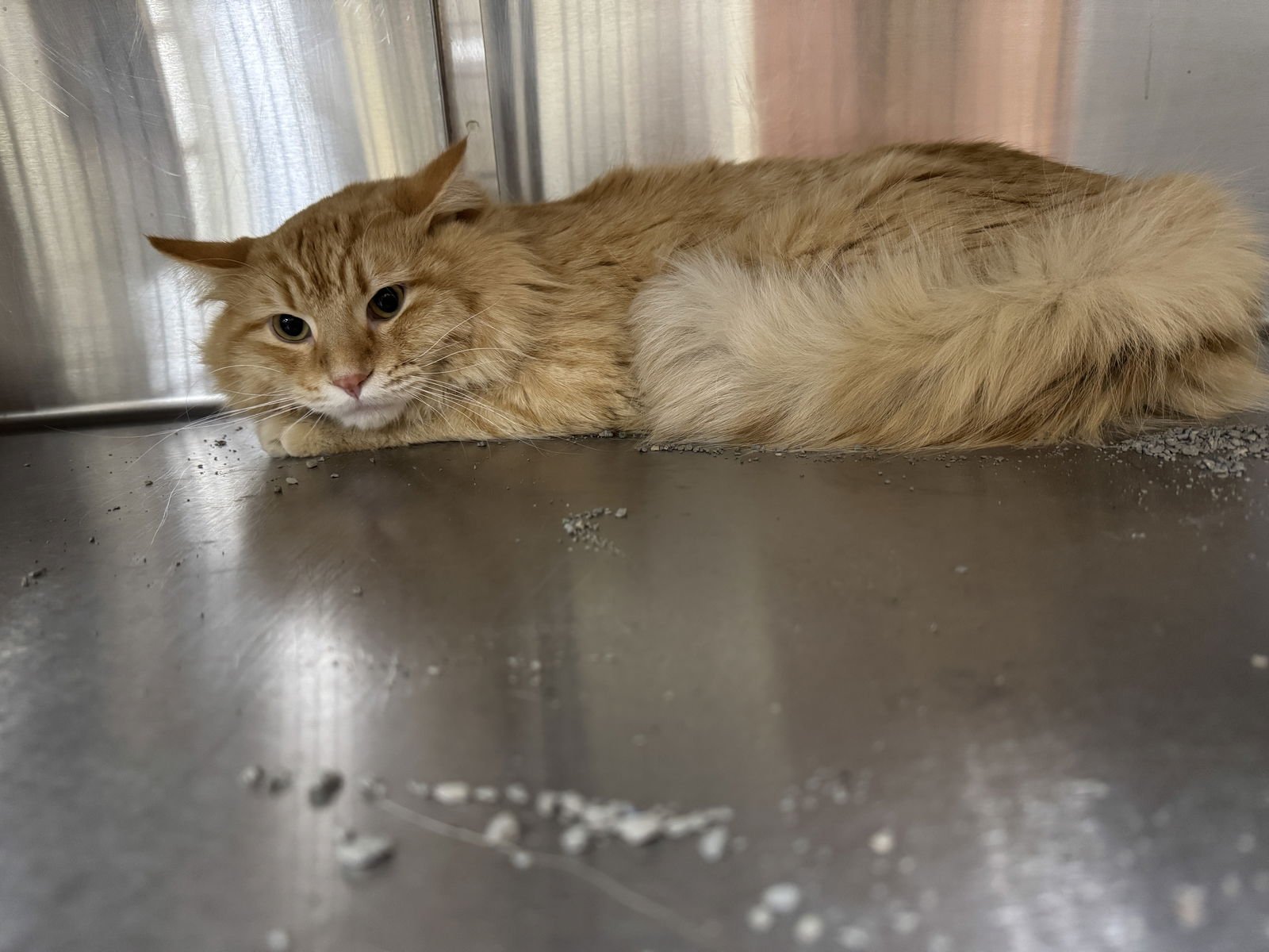 GEORGE - Domestic Long Hair available for adoption