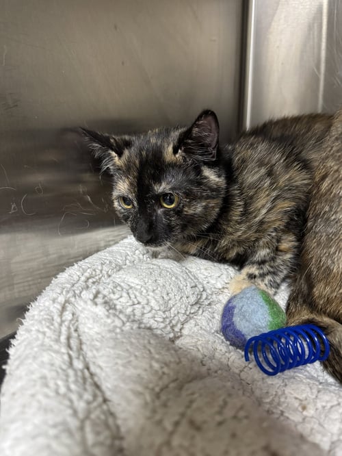 ALICE - Tortoiseshell / Domestic Short Hair available for adoption