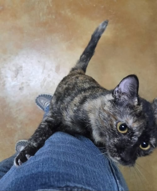 ALICE - Tortoiseshell / Domestic Short Hair available for adoption