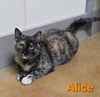 Alice - Photo 5