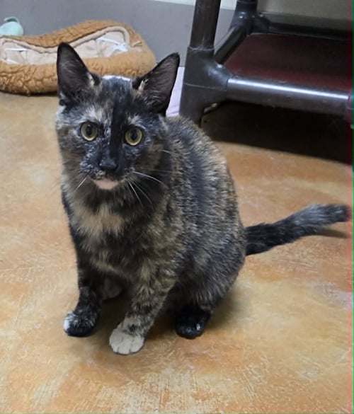 ALICE - Tortoiseshell / Domestic Short Hair available for adoption