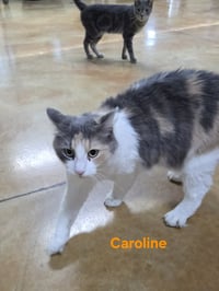 Caroline - Photo 4