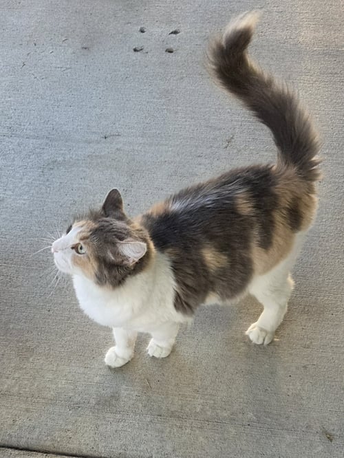 CAROLINE - Domestic Medium Hair available for adoption