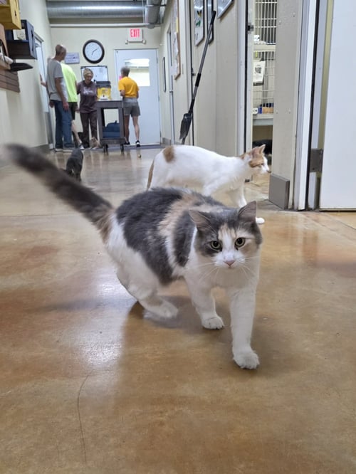 CAROLINE - Domestic Medium Hair available for adoption