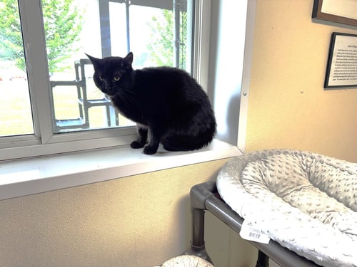 THOR - Domestic Short Hair available for adoption