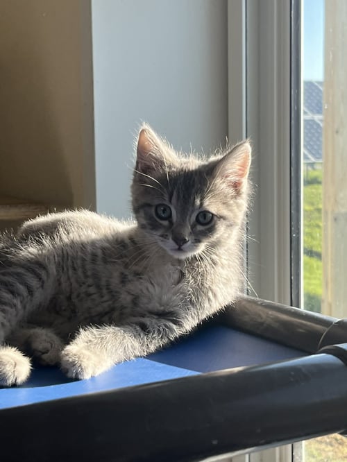 MARCIA - Tiger / Domestic Short Hair available for adoption