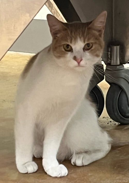 ART - Domestic Short Hair available for adoption