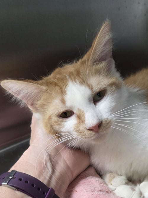 JUNE - Domestic Short Hair available for adoption