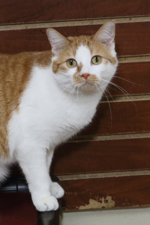 JUNE - Domestic Short Hair available for adoption
