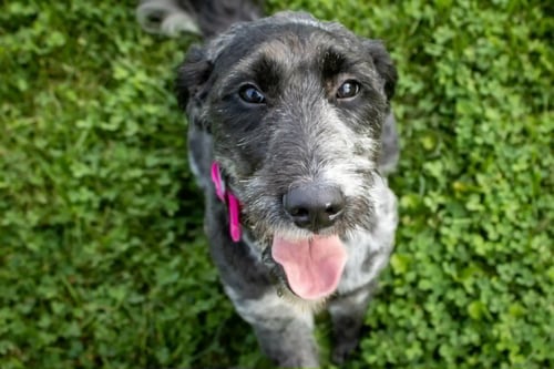 ELLIE - Poodle (Standard) / Labrador Retriever available for adoption