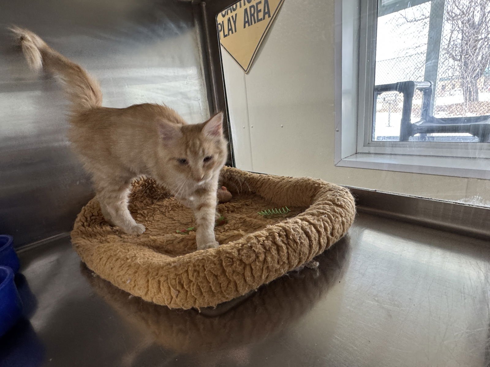 PUMPKIN - Domestic Medium Hair / Tiger available for adoption