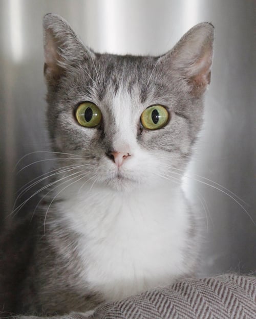 GRETA - Domestic Short Hair available for adoption
