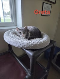 Greta - Photo 14