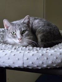 Greta - Photo 12