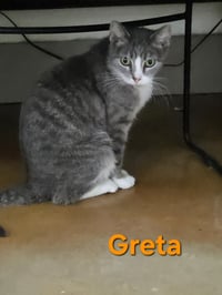 Greta - Photo 10