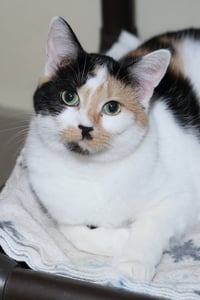 Taz - Photo 6