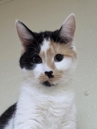 Taz - Photo 3