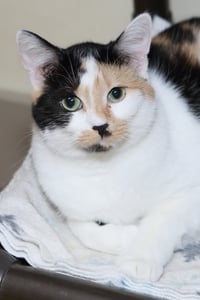 Taz - Photo 5