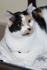 Taz - Photo 9