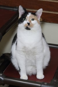 Taz - Photo 7