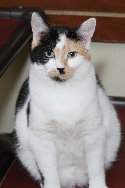 TAZ - Calico available for adoption
