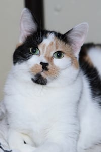 Taz - Photo 8