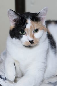 Taz - Photo 10