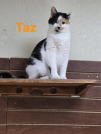 Taz - Photo 2