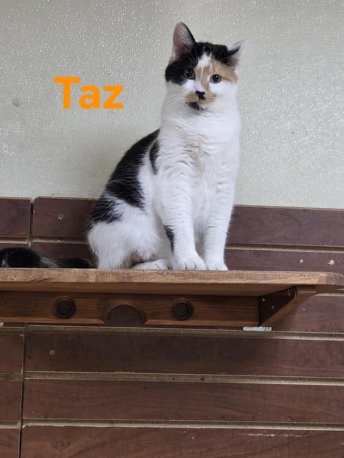 TAZ - Calico available for adoption