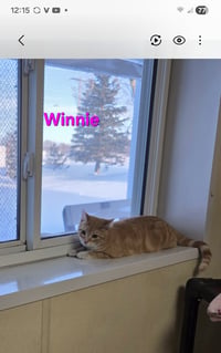 Winnie - Photo 6