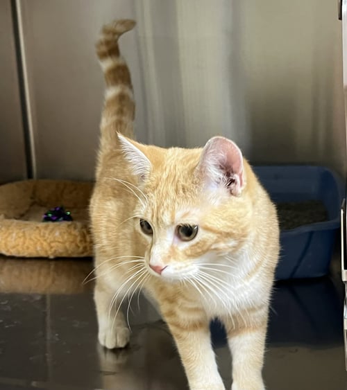 WINNIE - Tabby / Domestic Short Hair available for adoption
