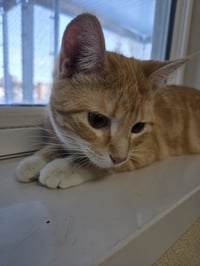 Winnie - Photo 4