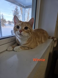 Winnie - Photo 7