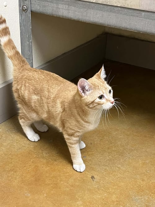 WINNIE - Tabby / Domestic Short Hair available for adoption