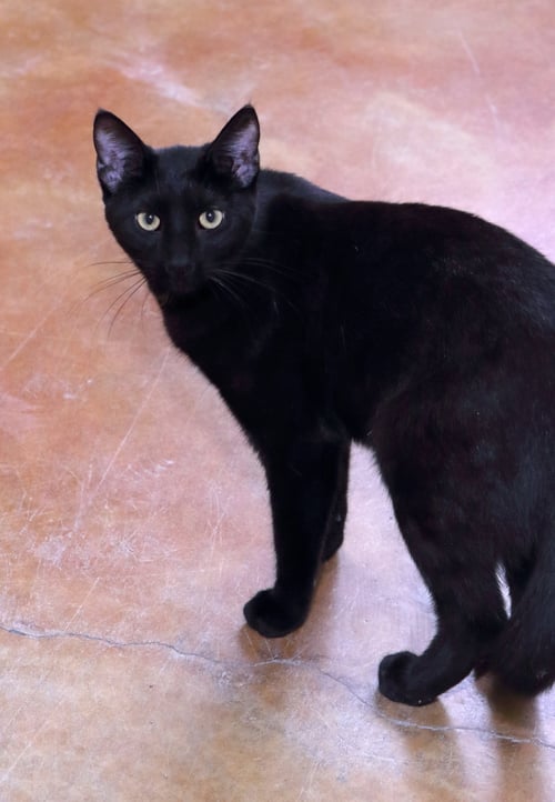 ED - Domestic Short Hair available for adoption
