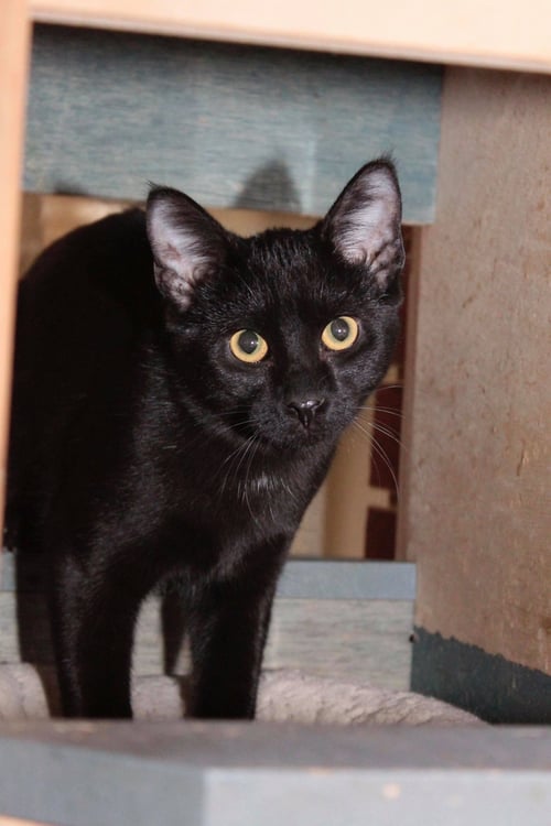 ED - Domestic Short Hair available for adoption