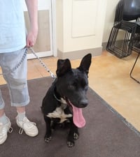 Kato - Photo 8