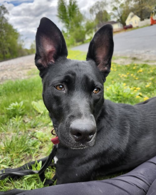 KATO - German Shepherd Dog / Pit Bull Terrier available for adoption