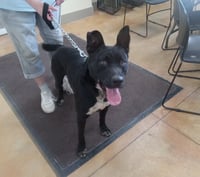 Kato - Photo 9