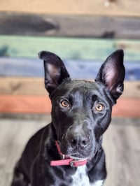 Kato - Photo 2